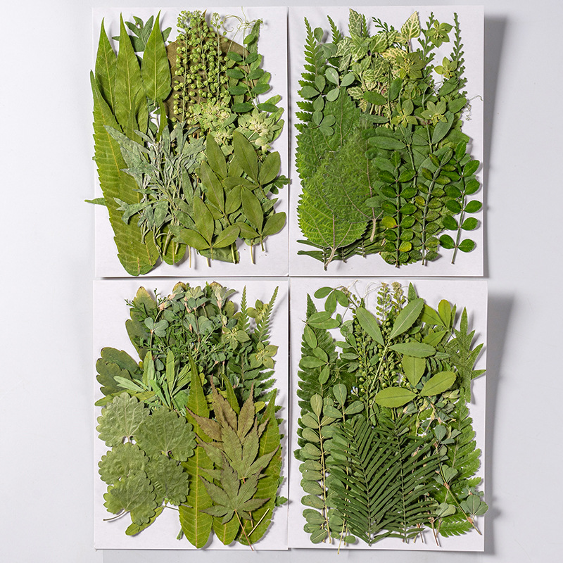 1Set 35 Buah Herbarium Daun Ca - Dried Flower Bookmark ulasan dan harga