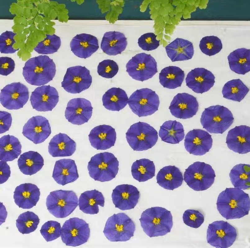 100 Buah Lampu Rias Wajah Casi - Dried Flower Bookmark ulasan dan harga